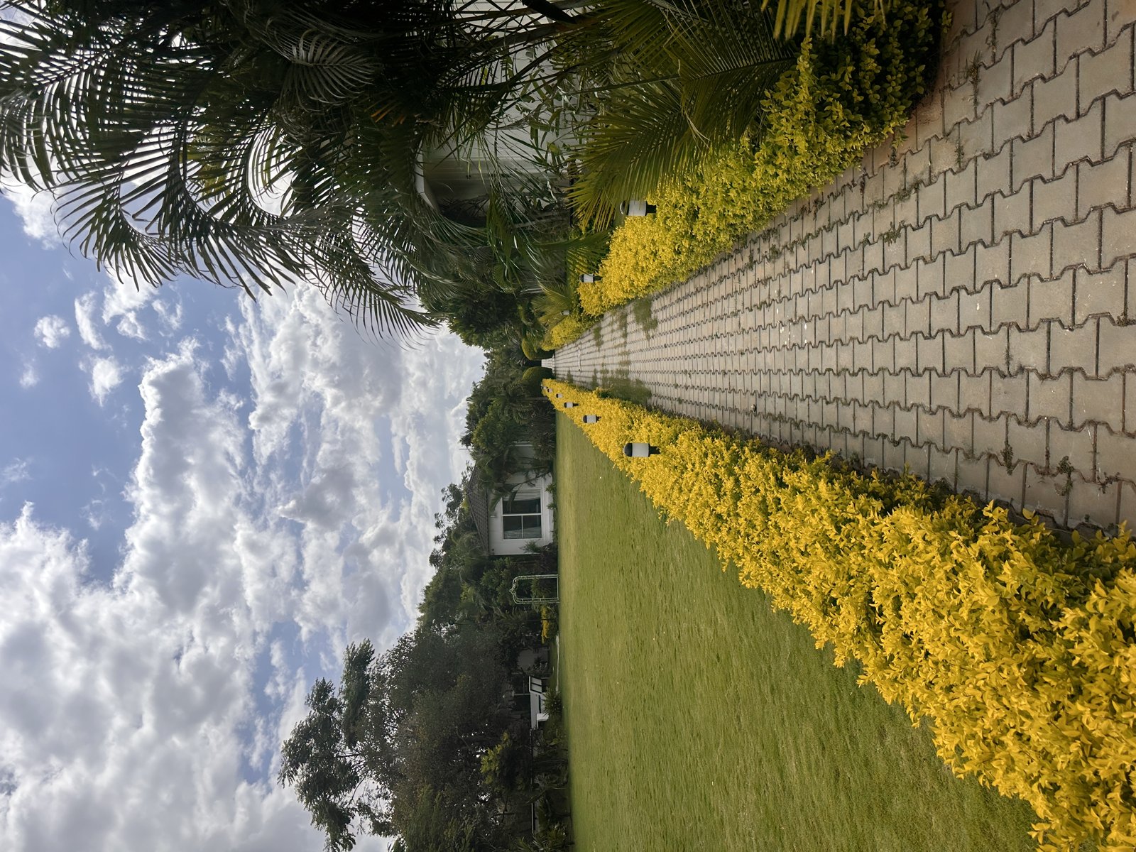 Garden pathway lined with flowering hedges